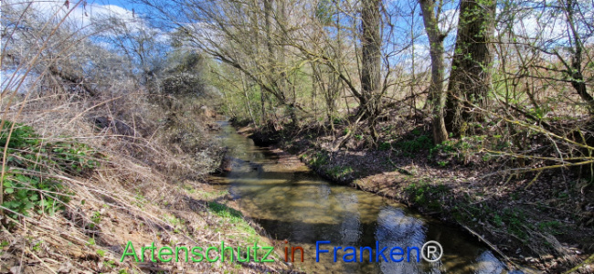 Bild zum Eintrag (1123734-160)