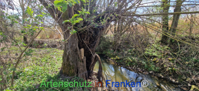 Bild zum Eintrag (1123740-160)