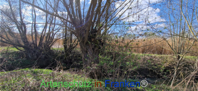 Bild zum Eintrag (1123741-160)