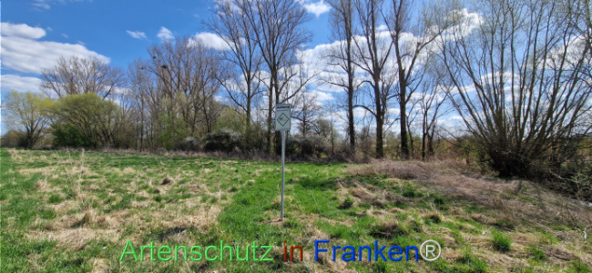 © Artenschutz in Franken® Bild zum Eintrag (1123743-160)