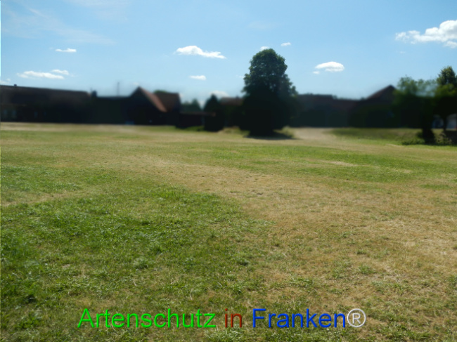 © Artenschutz in Franken® Bild zum Eintrag (1124053-160)