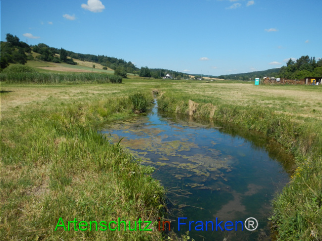 © Artenschutz in Franken® Bild zum Eintrag (1124054-160)