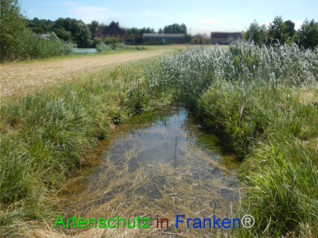 © Artenschutz in Franken® Bild zum Eintrag (1124055-160)