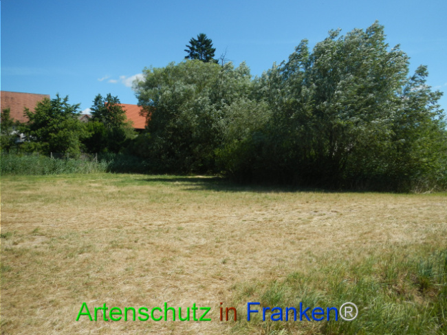© Artenschutz in Franken® Bild zum Eintrag (1124056-160)