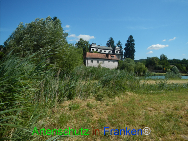© Artenschutz in Franken® Bild zum Eintrag (1124057-160)