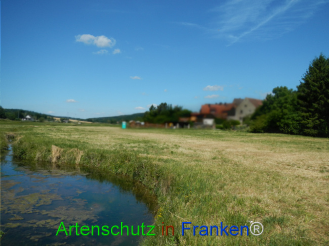 © Artenschutz in Franken® Bild zum Eintrag (1124058-160)