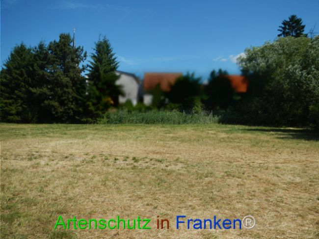 © Artenschutz in Franken® Bild zum Eintrag (1124059-160)