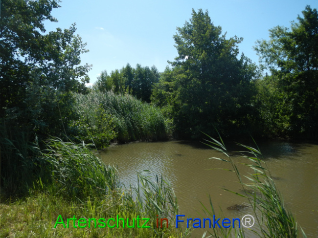 © Artenschutz in Franken® Bild zum Eintrag (1124060-160)