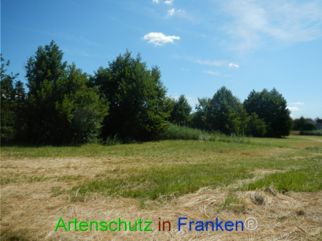 Bild zum Eintrag (1124066-160)