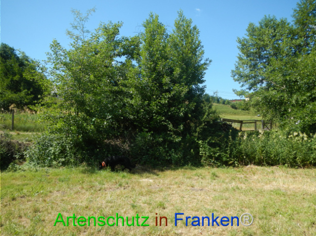 Bild zum Eintrag (1124067-160)