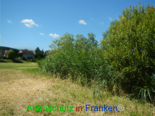 Bild zum Eintrag (1124072-160)