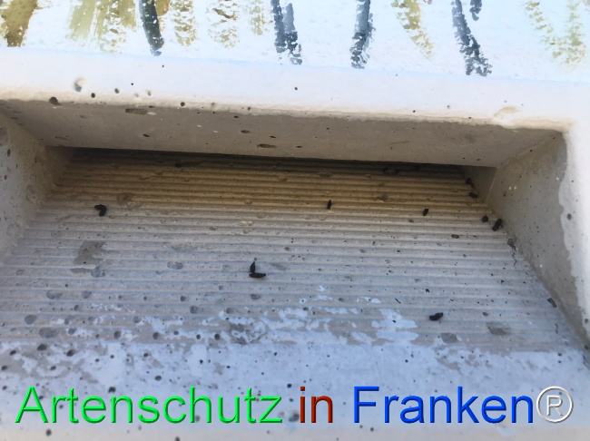 Bild zum Eintrag (1124180-160)