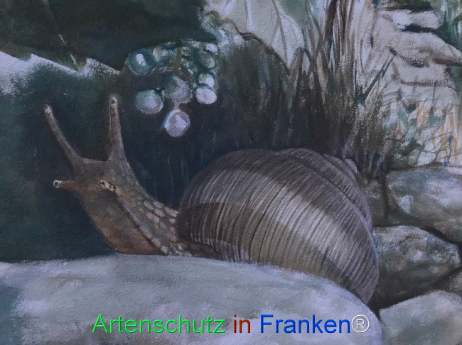 Bild zum Eintrag (1124512-160)