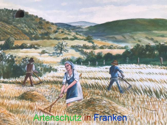 Bild zum Eintrag (1124514-160)