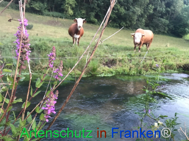 Bild zum Eintrag (1124649-160)