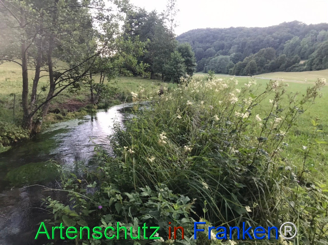 Bild zum Eintrag (1124651-160)
