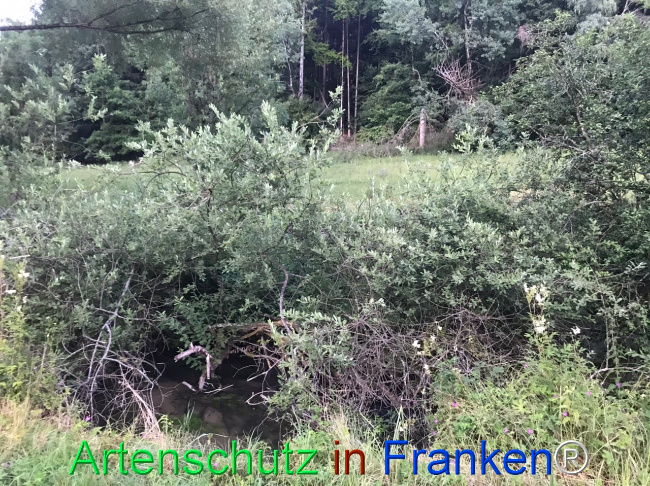 Bild zum Eintrag (1124652-160)