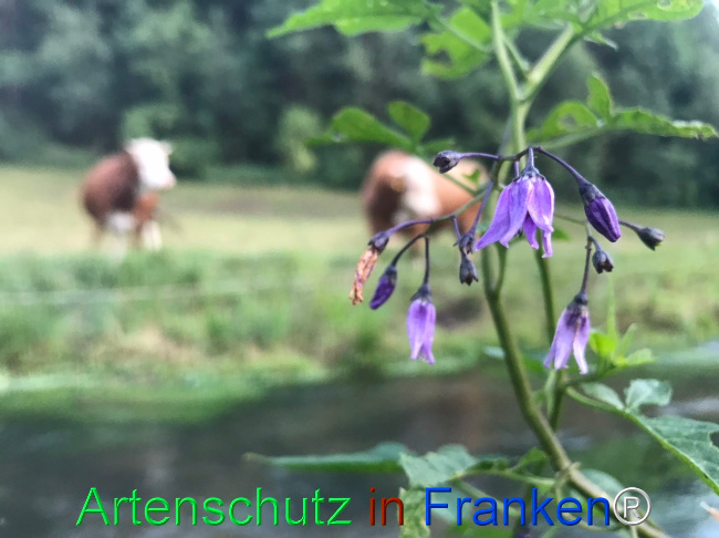 Bild zum Eintrag (1124655-160)