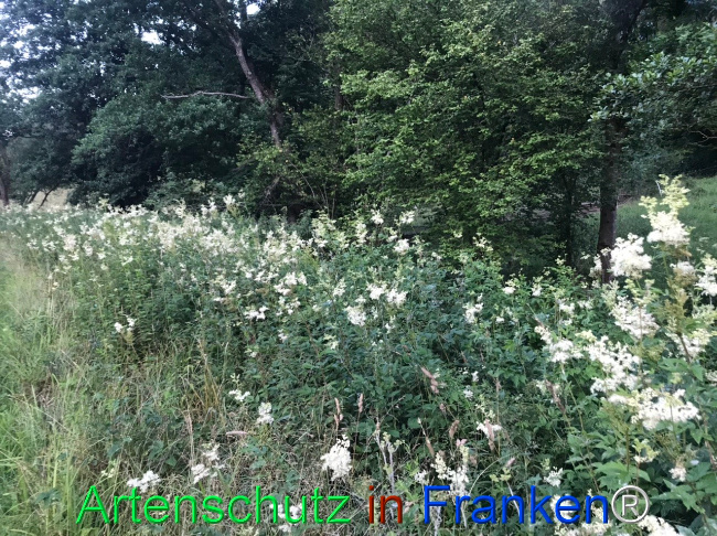 Bild zum Eintrag (1124656-160)