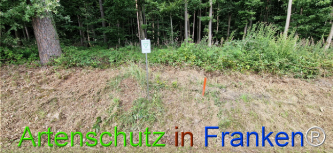 © Artenschutz in Franken® Bild zum Eintrag (1125352-160)
