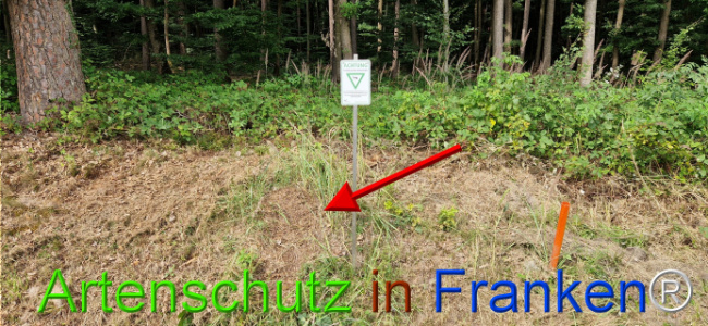 © Artenschutz in Franken® Bild zum Eintrag (1125353-160)