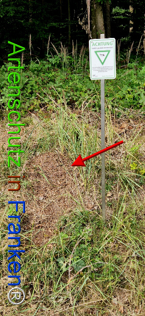 © Artenschutz in Franken® Bild zum Eintrag (1125355-160)