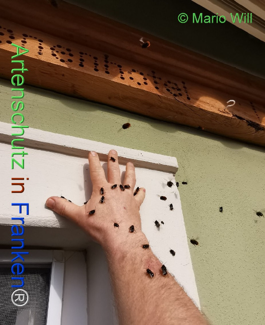 Bild zum Eintrag (1125788-160)