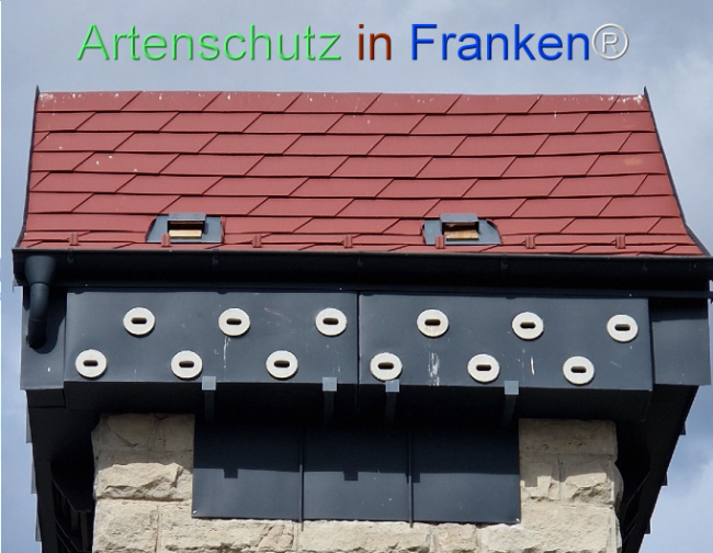 © Artenschutz in Franken® Bild zum Eintrag (1125922-160)