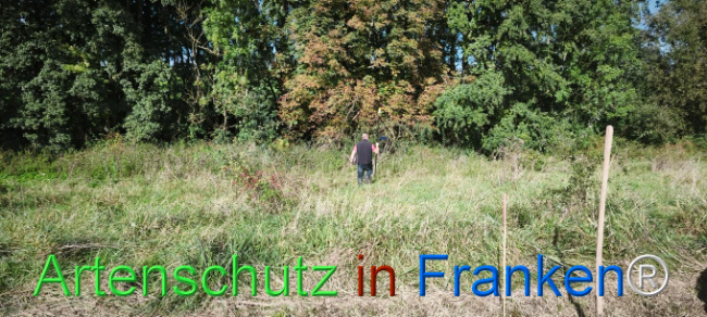 Bild zum Eintrag (1127396-160)