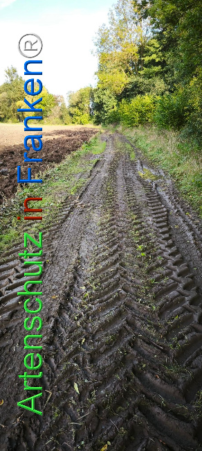 Bild zum Eintrag (1127429-160)