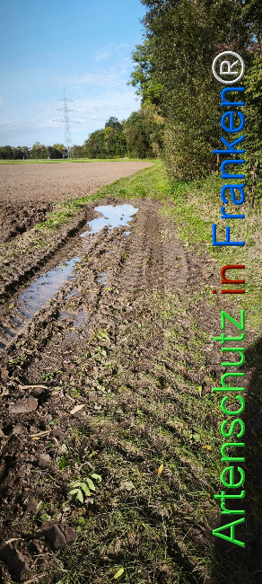 Bild zum Eintrag (1127430-160)