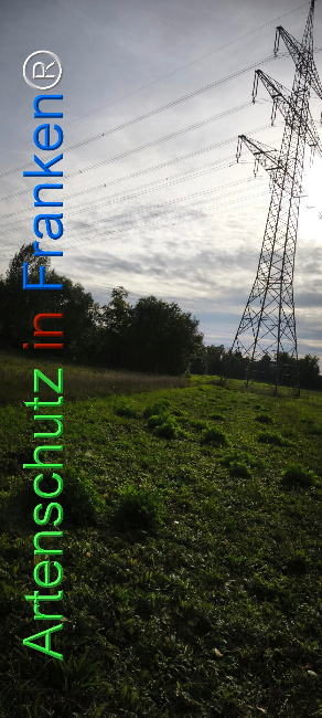 Bild zum Eintrag (1127432-160)