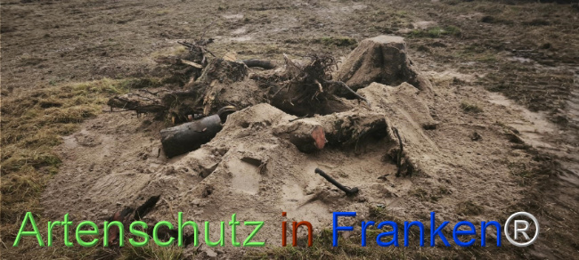 Bild zum Eintrag (1127531-160)