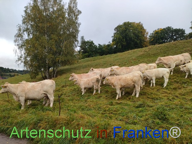 © Artenschutz in Franken® / AGT Bild zum Eintrag (1127683-160)