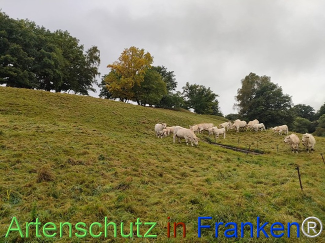 © Artenschutz in Franken® / AGT Bild zum Eintrag (1127684-160)