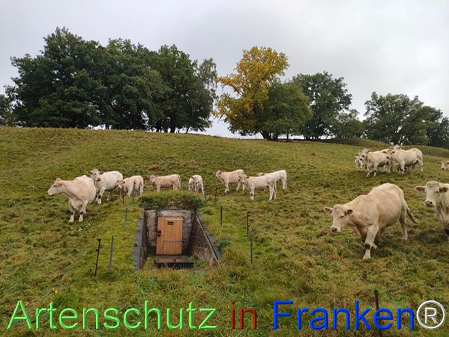 © Artenschutz in Franken® / AGT Bild zum Eintrag (1127699-160)