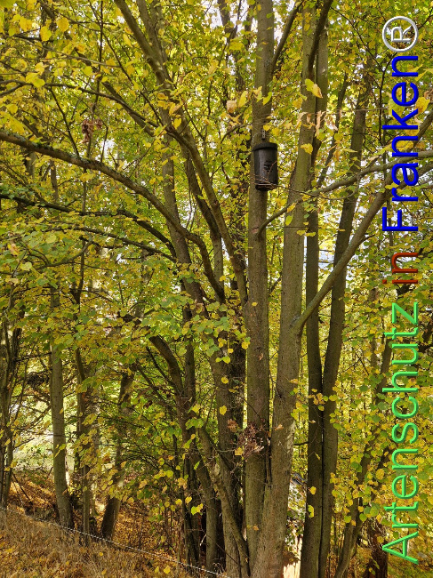 Bild zum Eintrag (1128317-160)