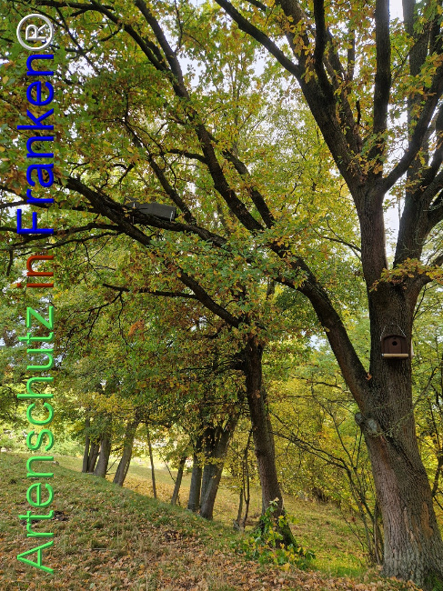 Bild zum Eintrag (1128501-160)