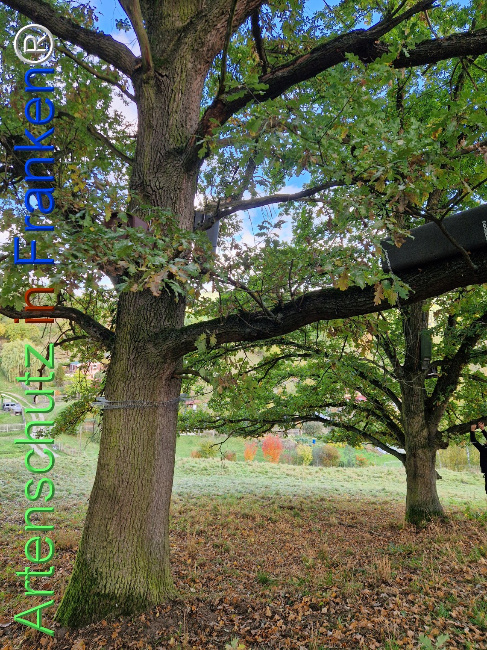 Bild zum Eintrag (1128510-160)