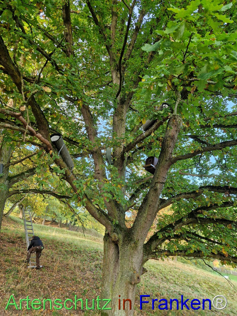 Bild zum Eintrag (1128535-160)