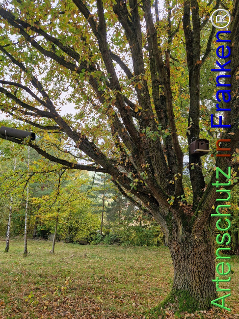 Bild zum Eintrag (1128536-160)