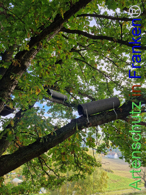 Bild zum Eintrag (1128537-160)