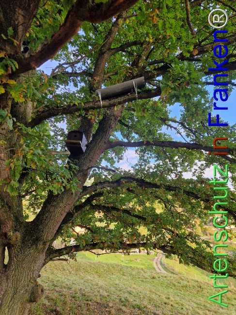 Bild zum Eintrag (1128538-160)