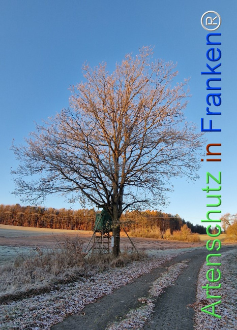 Bild zum Eintrag (1129625-160)