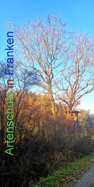 Bild zum Eintrag (1129627-160)