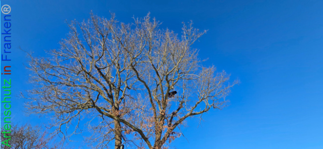 Bild zum Eintrag (1133464-160)