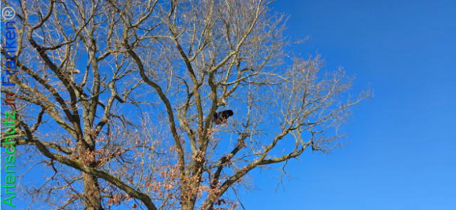 Bild zum Eintrag (1133466-160)