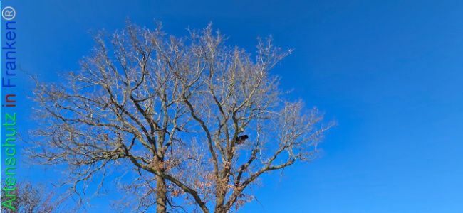 Bild zum Eintrag (1133468-160)