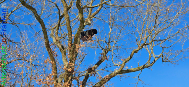 Bild zum Eintrag (1133469-160)