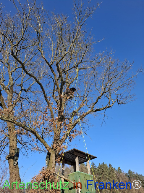 Bild zum Eintrag (1133844-160)